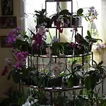 B&B Les Orchidees - D'hotes Surtainville